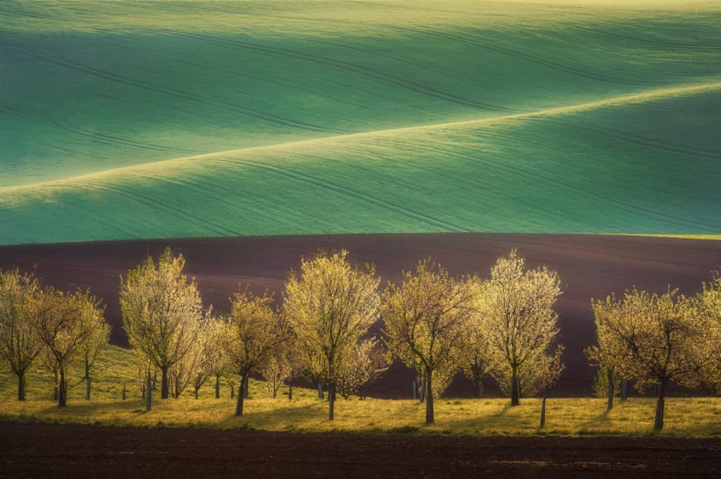 Krajina s kopci a stromy v jarní atmosféře, ideální pro fotografické workshopy. Česko moravské toskánsko stromy krajina
