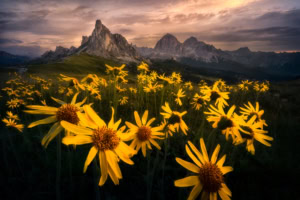 Letní Dolomity - fotokurzy a fotografické workshopy Itálie Dolomity léto slunce kytky a hory